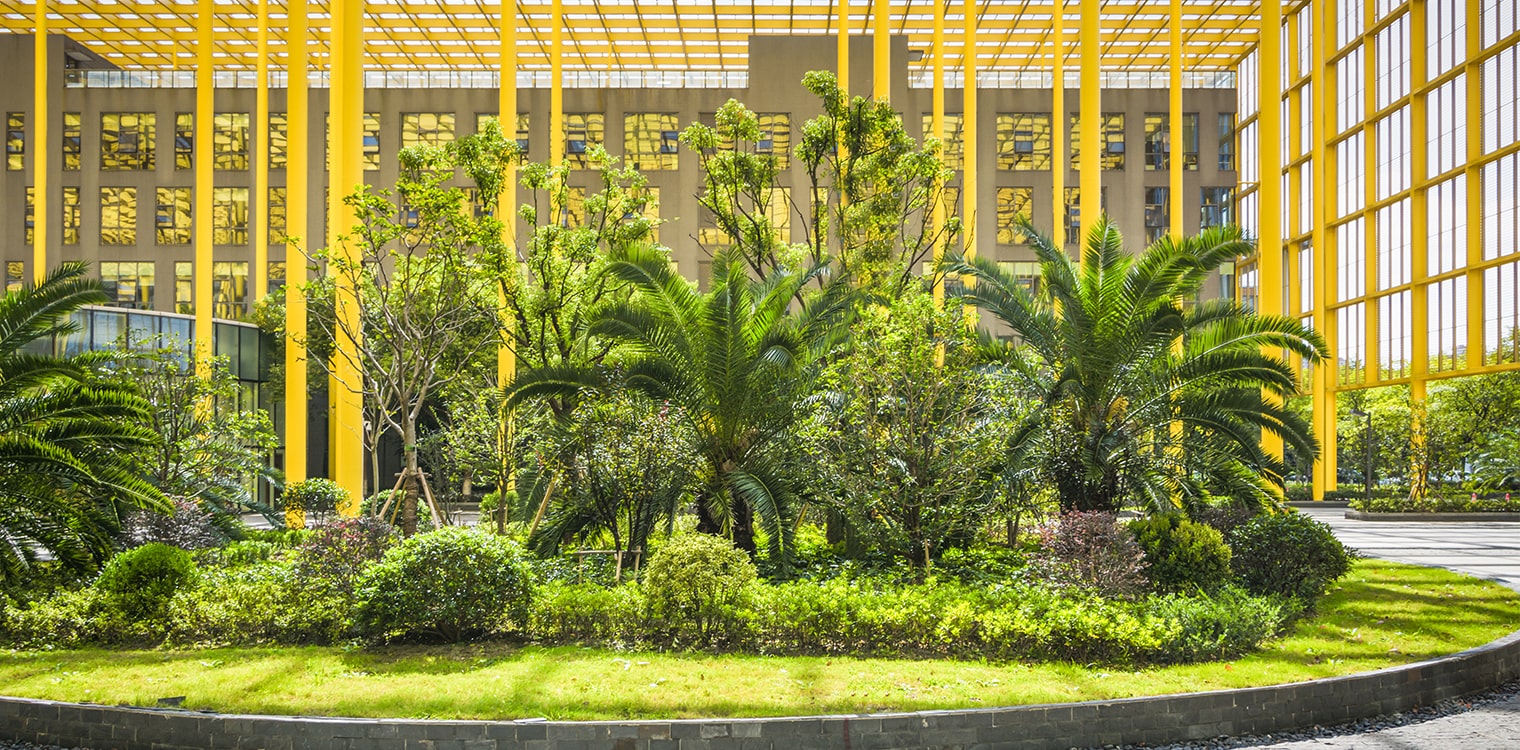 Green Oasis in the Concrete Jungle: How Plants Act as Stress Busters in Corporate Offices