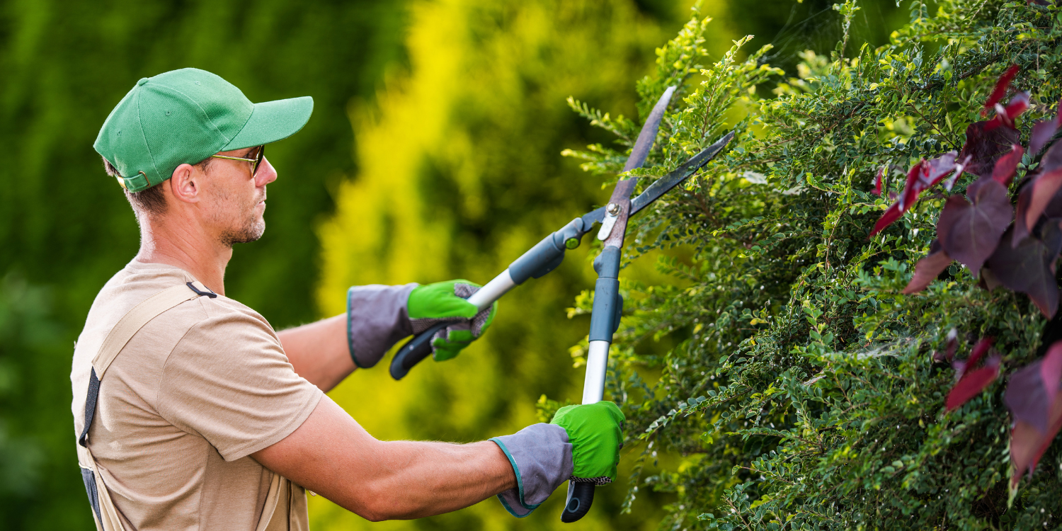 Summer Pruning: A Guide to Plant Care and Maintenance for a Flourishing Garden