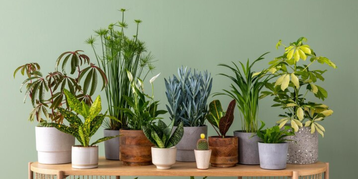 Creating a Greener Home: A Guide to Selecting Indoor Plants with Green Aura